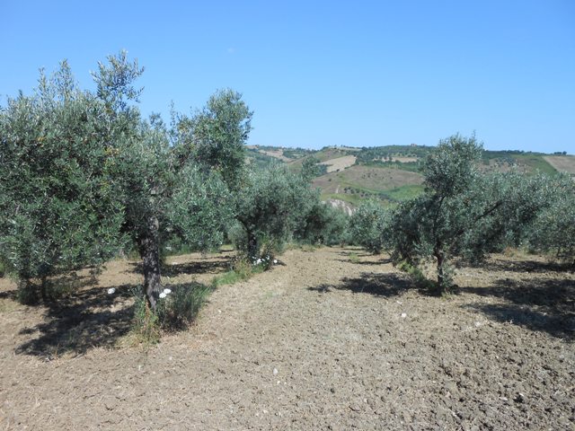 Property for sale in Cupello
