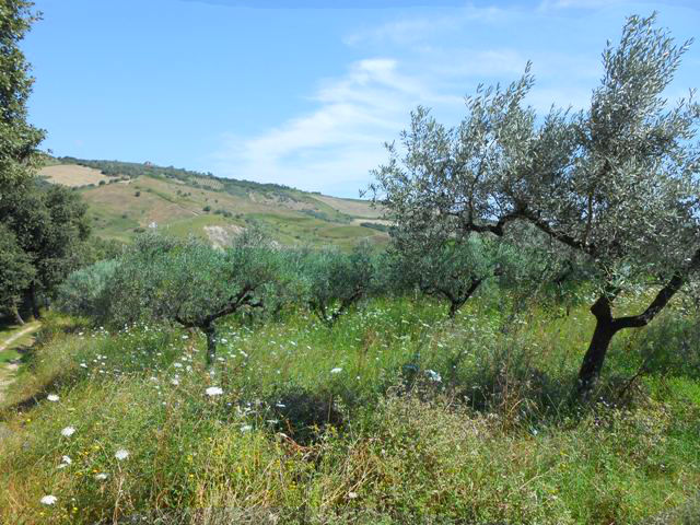 Property for sale in Cupello
