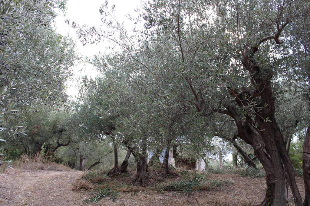 Property for sale in Roccascalegna