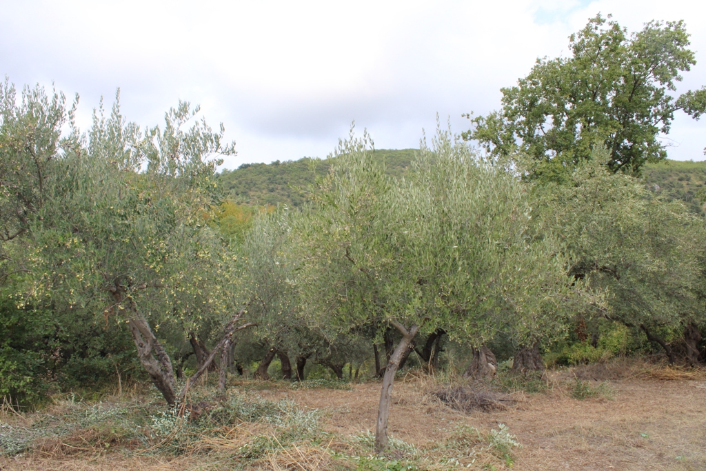 Property for sale in Roccascalegna