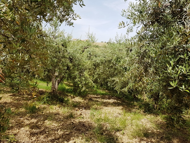 Property for sale in Torino Di Sangro