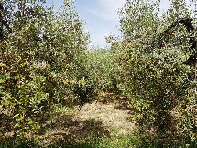 Property for sale in Torino Di Sangro